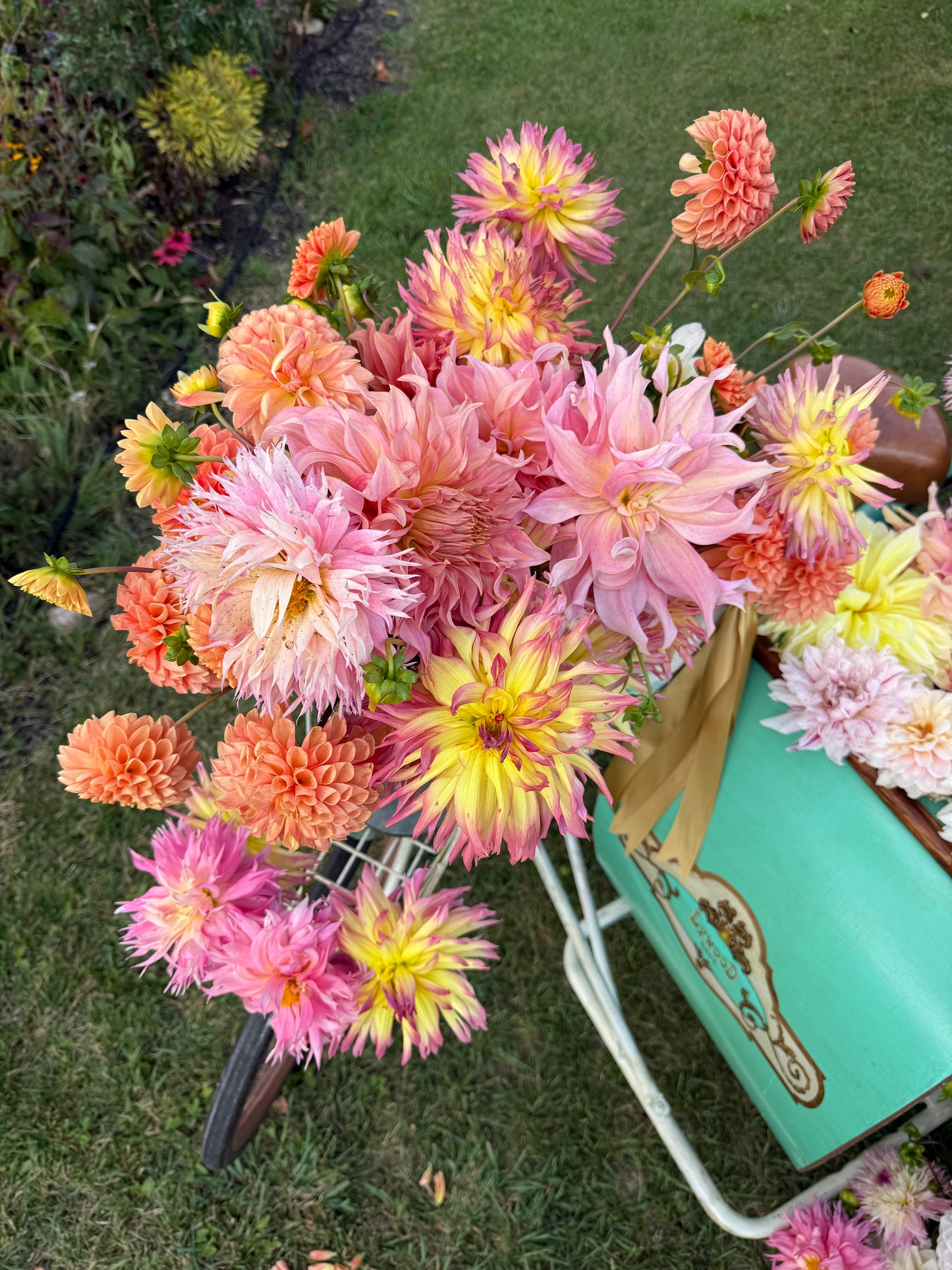 DIY Bulk Flower Bucket - All Dahlias!